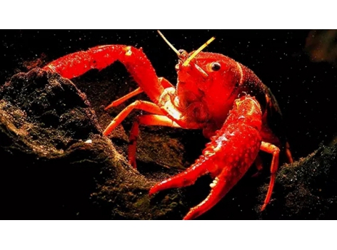 小龍蝦pk火鍋，誰才是餐飲界的扛把子？