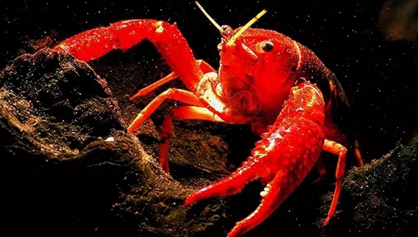 小龍蝦vs火鍋，誰才是餐飲界扛把子？